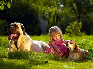 girl, Meadow, friends, Dogs