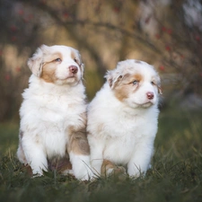 Australian Shepherds, grass, Dogs, puppies, Two cars