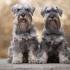 Schnauzers, Two cars, Dogs