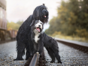 ##, railway, Shepherd French Briard, Bearded collie, Dogs