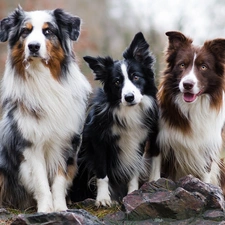 Border Collie, Stones, Dogs, Australian Shepherd, Three