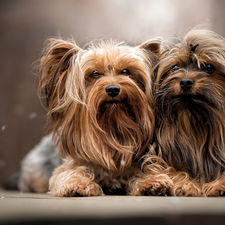 Yorkshire Terrier, Two cars, Dogs