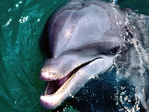 dolphin