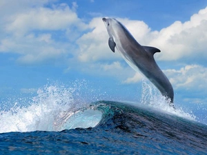 dolphin, sea