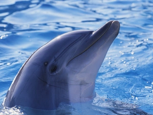 dolphin, water