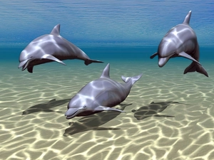 dolphins, 3D
