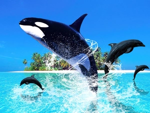 dolphins, whale killer