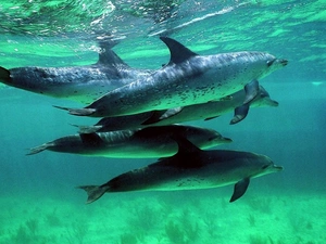 dolphins, Ocean