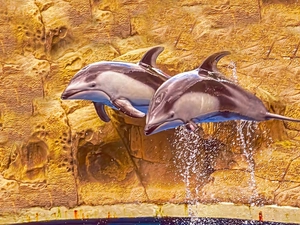 rocks, Two cars, dolphins