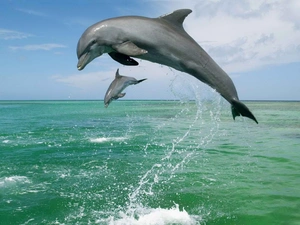 sea, Two cars, dolphins