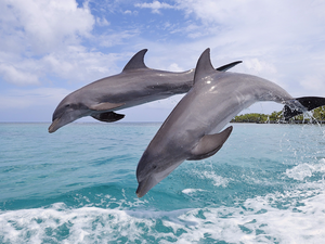 sea, Two cars, dolphins