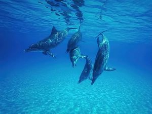 dolphins, deep-sea