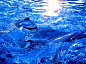 dolphins, blue, water