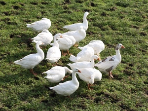 domesticated, flock, geese