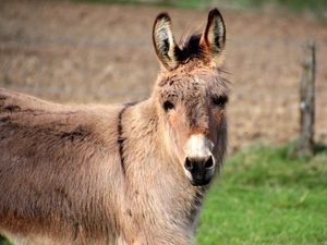 donkey