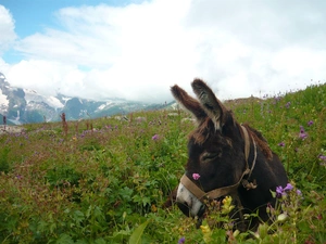 donkey, Mountains, Meadow, Donkey