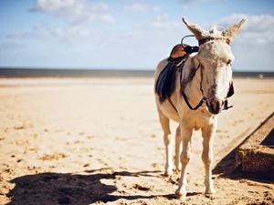 donkey, Sand