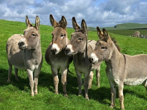 four, Meadow, grass, donkeys
