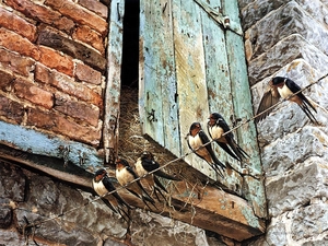 Doors, swallow, cote