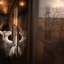 Train, dog, Windows, Doors, Hall, Border Collie