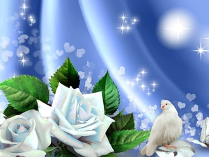 White, roses, graphics, dove