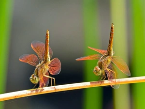 Two, dragon-fly, Close, Dancing