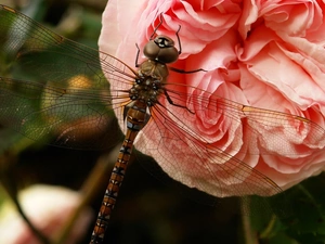dragon-fly