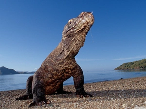 indonesia, Waran, Komodo dragon
