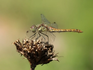 dragon-fly, Insect
