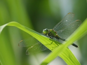 dragon-fly, Leaf