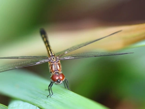 dragon-fly, leaf