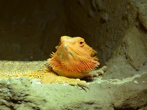 lizard, Central Bearded Dragon