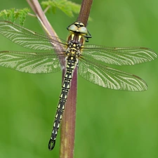 dragon-fly, plant