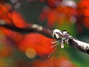 dragon-fly, twig