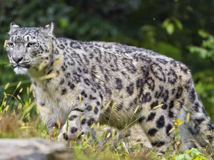 Drapieżnik, snow leopard