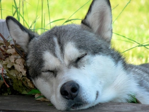 dream, Siberian, Husky