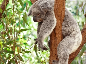 dream, Koala, trees