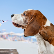 dog, Funny, drinks, basset