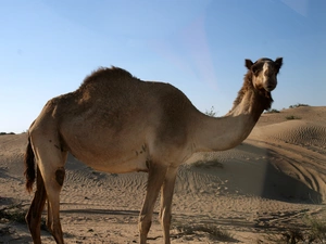 dromedary, Desert