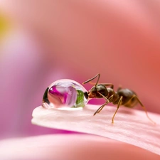 drop, Close, flower, ant, petal