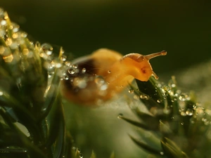droplets, snail, Bokeh