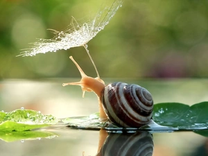 water, snail, dew, droplets, plant, Leaf