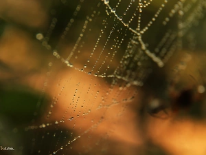 droplets, Web, net