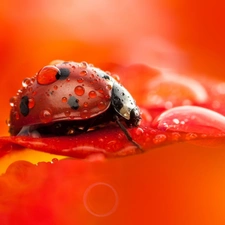 drops, Close, petal, flower, ladybird