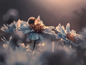 Flowers, dew, snail, drops