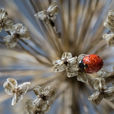 ladybird, dry, plant, drops