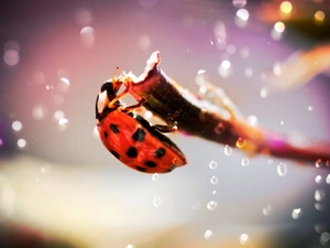 drops, stick, ladybird