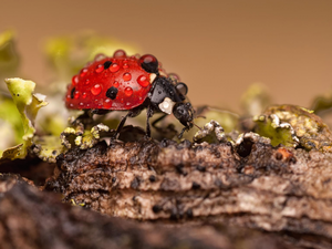 drops, ladybird, Rain
