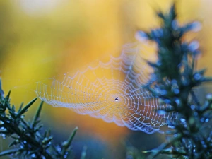Twigs, Rosy, Web, drops