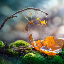 leaf, Close, drops, water, Moss, mantis